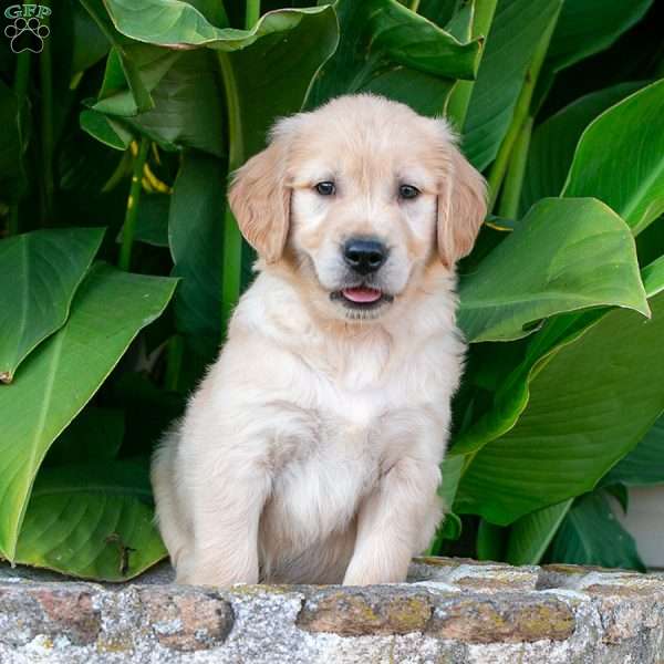 Shilo, Golden Retriever Puppy